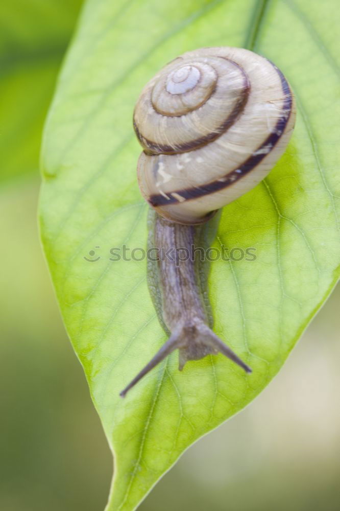 Similar – snail mail: a yellow-brown snail on a stem with a neutral background