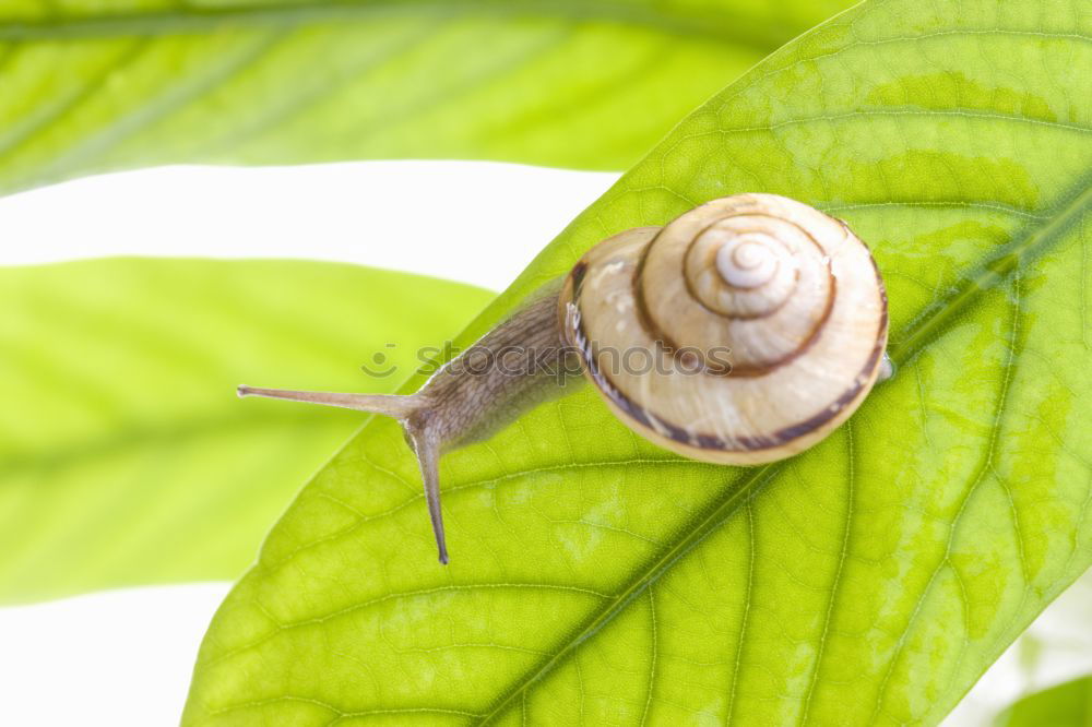 Similar – Schnecke *3