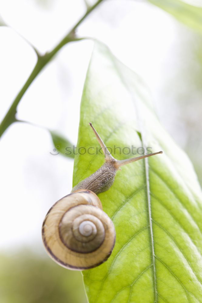 Similar – geeicht Natur Blatt Frucht