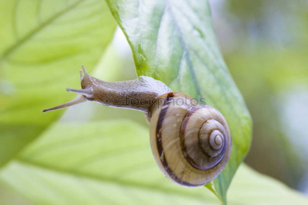 Similar – Image, Stock Photo acorns on a twig with leaves on white Background