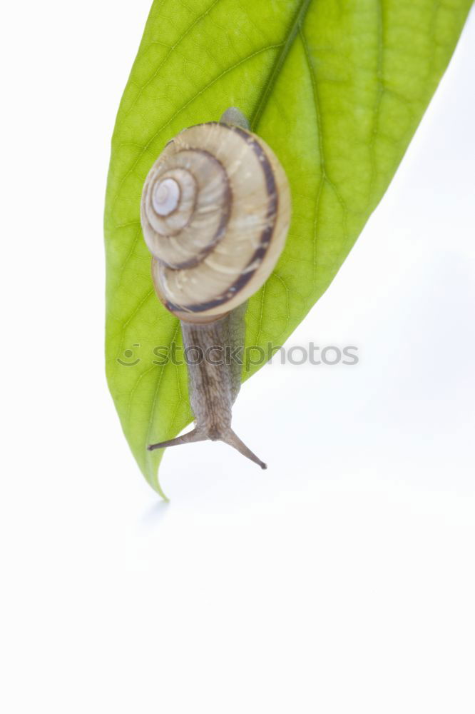 Similar – Image, Stock Photo small snail Summer