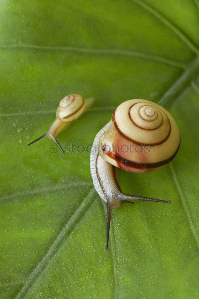 Similar – Schnecke *1