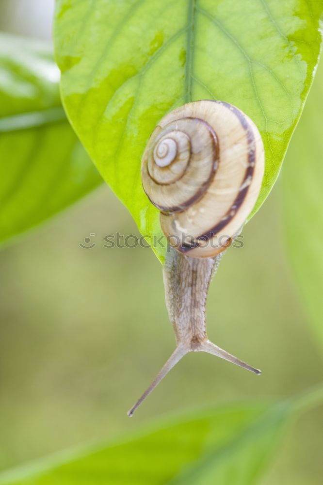 Similar – Schnecke *3