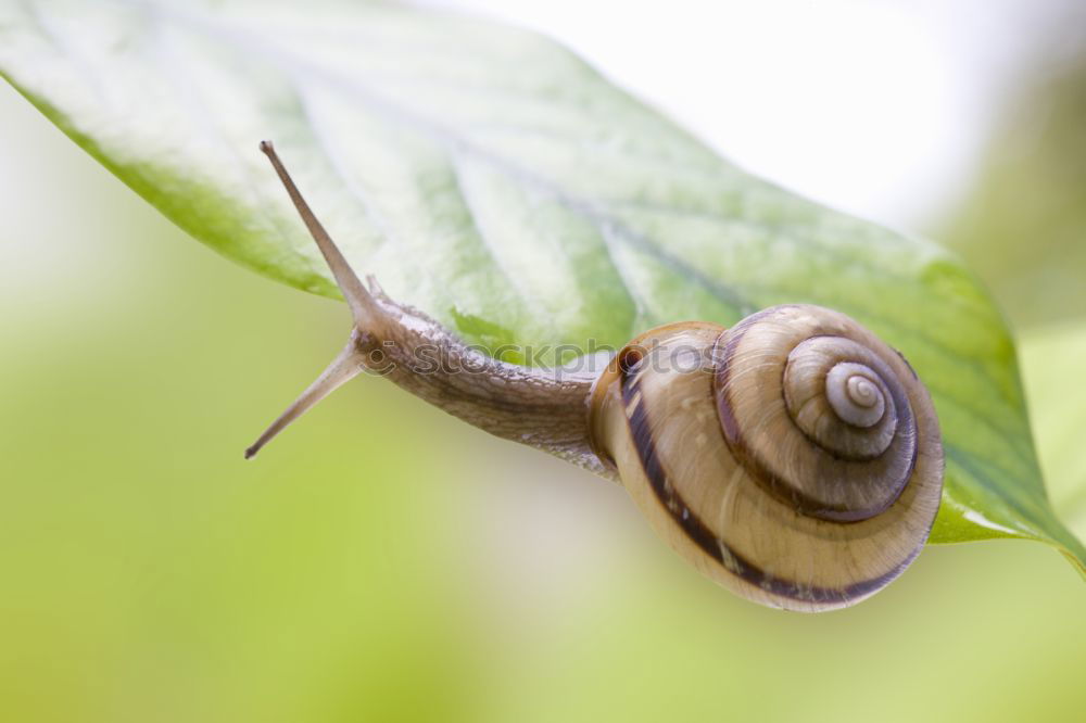 Similar – Schnecke *3