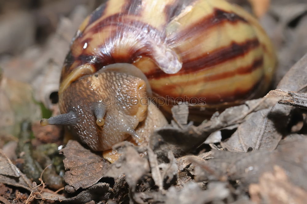 Similar – Image, Stock Photo potato beetle Animal