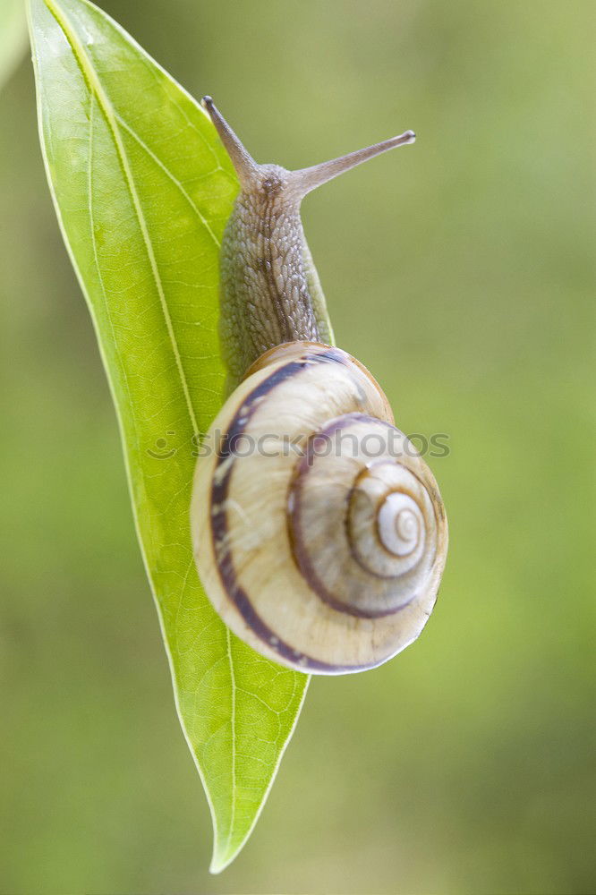 Schnecke *3