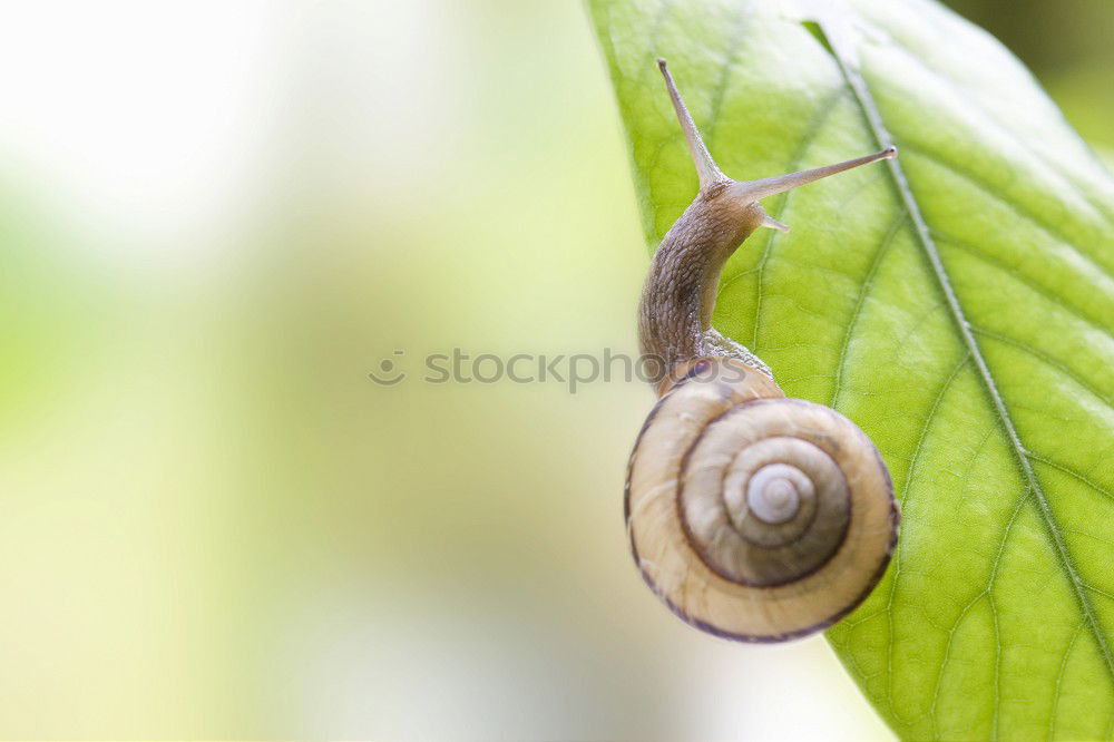 Similar – geeicht Natur Blatt Frucht