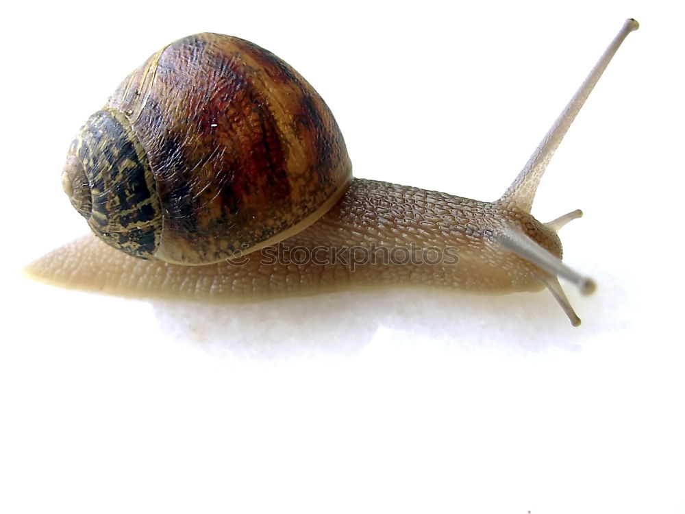 Similar – Gary Snail shell Seam