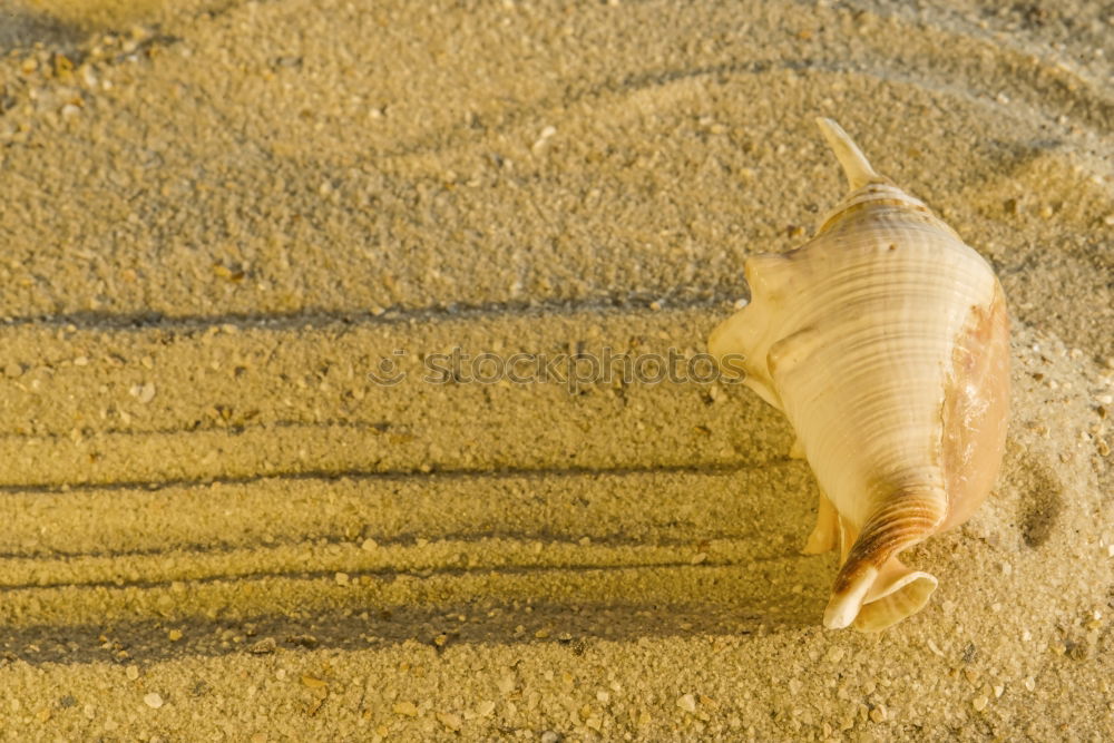 Similar – Image, Stock Photo New tenant wanted Snail