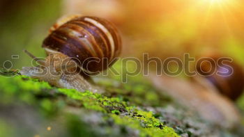 Similar – A snail of fennel Nature