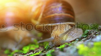 Similar – Image, Stock Photo picking wild mushrooms in autumn forest