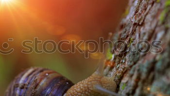 Similar – acorns Nature Plant Autumn