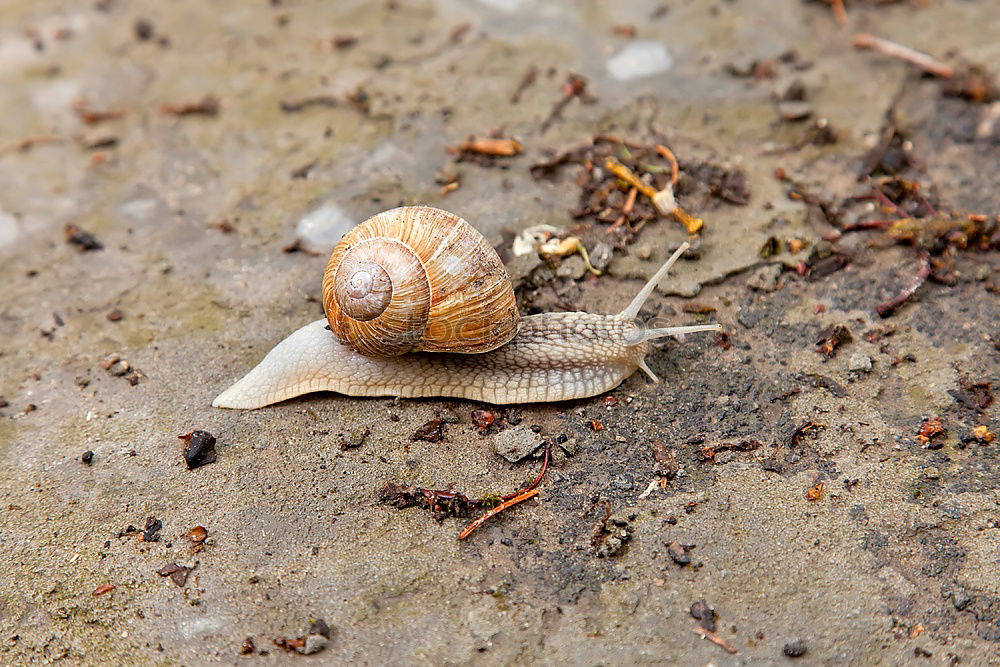 Similar – Image, Stock Photo catabolic beetle