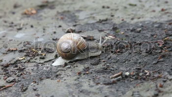 Similar – Foto Bild hi Schnegge… Straße Tier