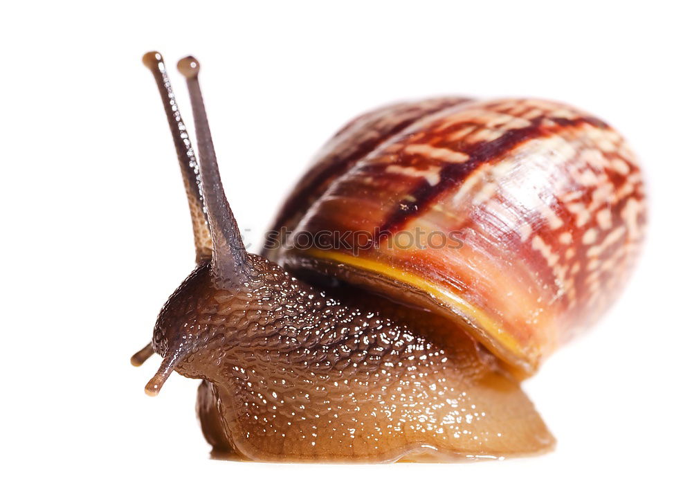 Similar – Image, Stock Photo slide tour Wild animal
