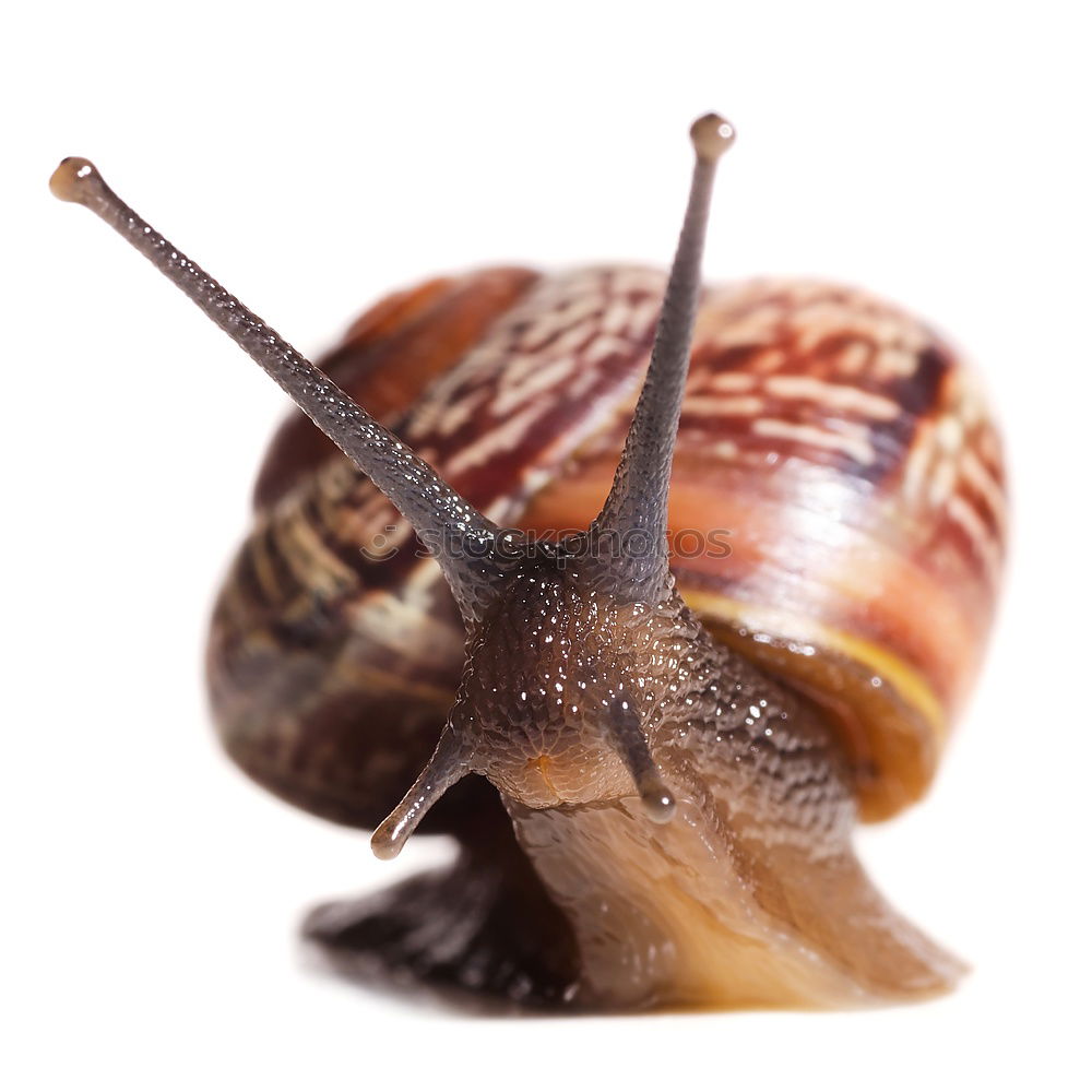 Similar – Image, Stock Photo slide tour Wild animal