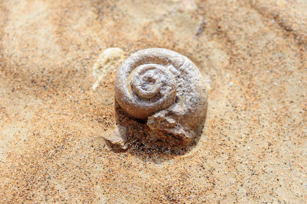 Similar – Image, Stock Photo sea shells Wellness Life