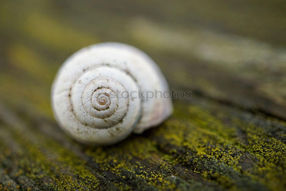 Similar – Image, Stock Photo banded snail Body