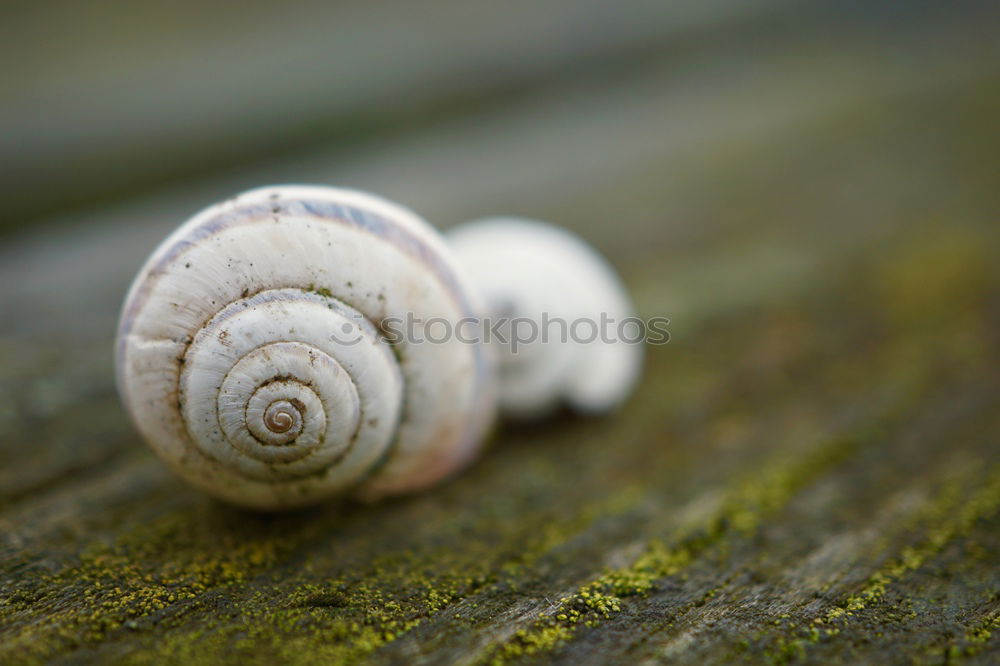 snail shell Snail