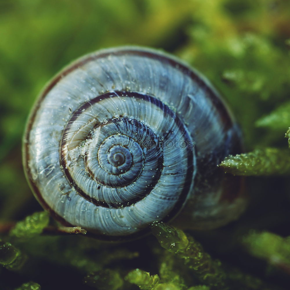 Similar – Image, Stock Photo snail Nature Animal Spring