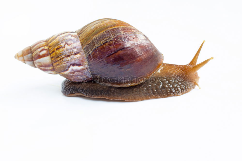 Similar – Gary Snail shell Seam