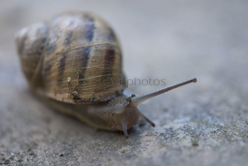 gastropoda Snail Spiral