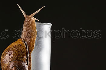 Similar – Image, Stock Photo squint Nature Animal Snail