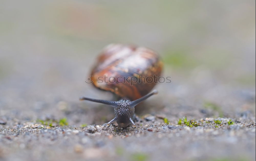 Similar – Image, Stock Photo New tenant wanted Snail