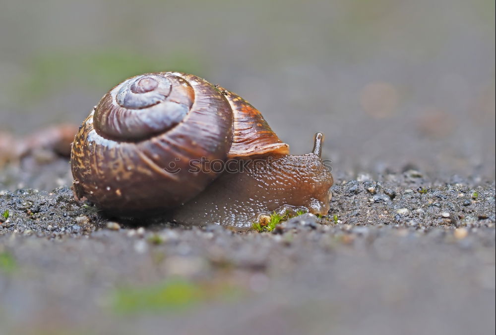 Similar – Image, Stock Photo snail shell Nature