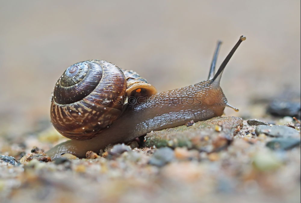 Image, Stock Photo snail shell Nature