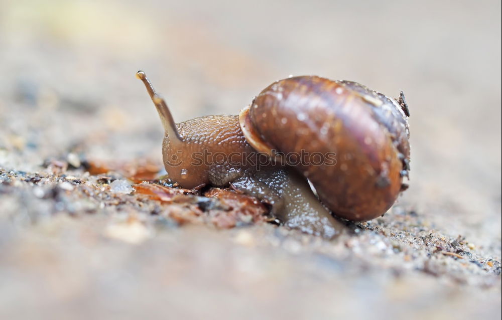 Similar – Image, Stock Photo snail shell Nature