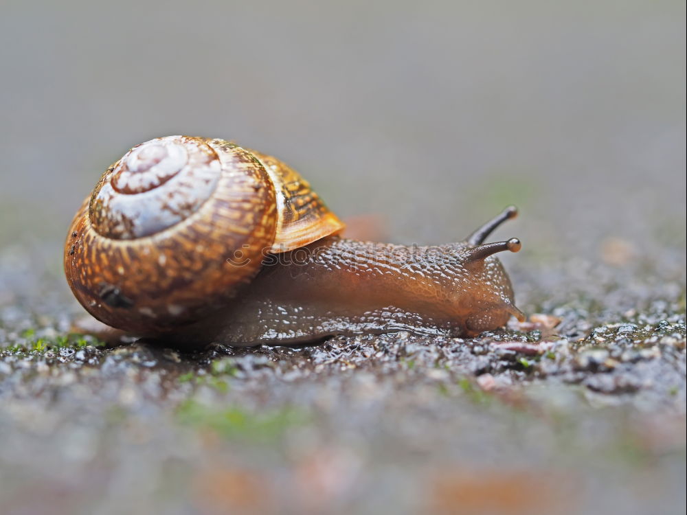 Similar – Image, Stock Photo snail shell Nature