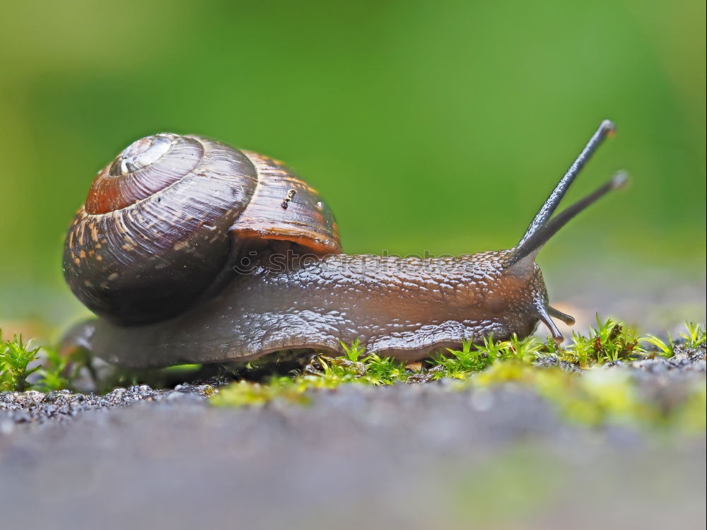 Similar – Nackte Schnecke oder Nacktschnecke