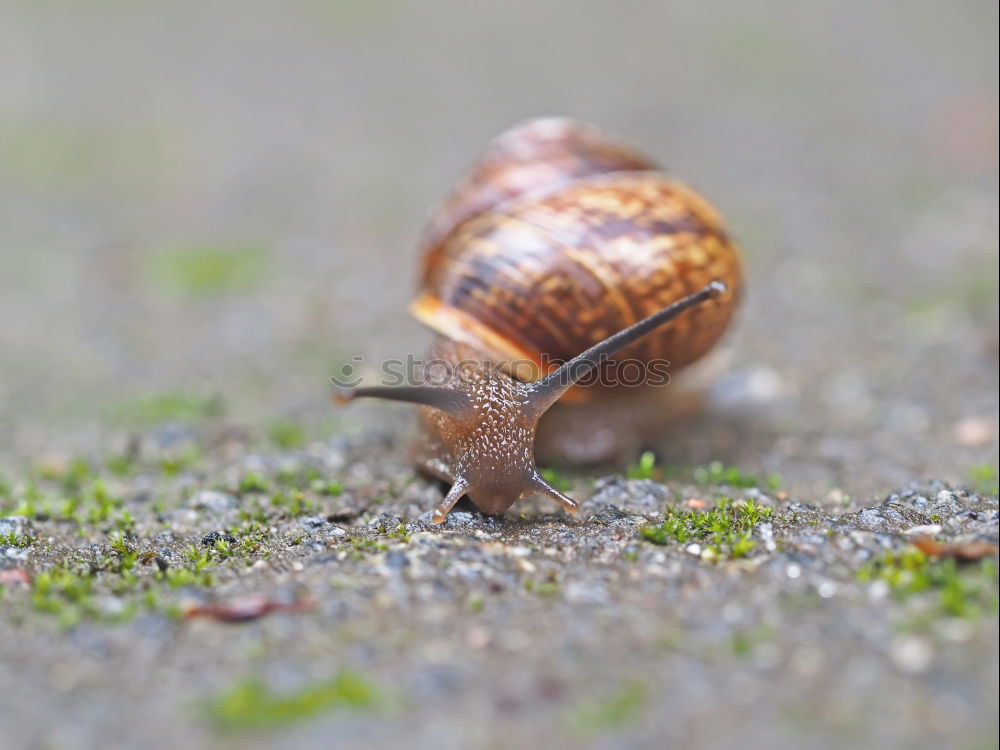 Similar – Image, Stock Photo snail shell Nature