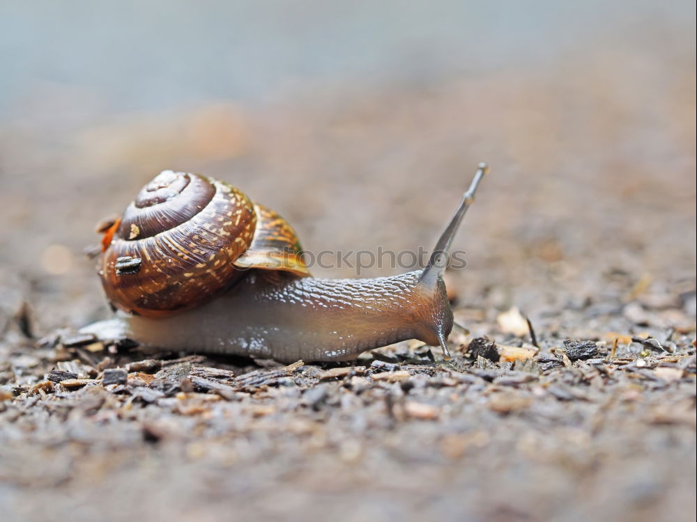 Similar – Image, Stock Photo snail shell Nature