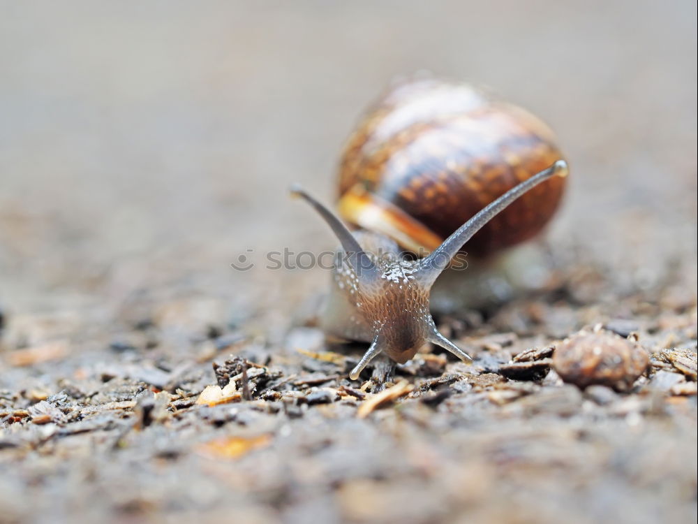 Similar – Image, Stock Photo snail shell Nature