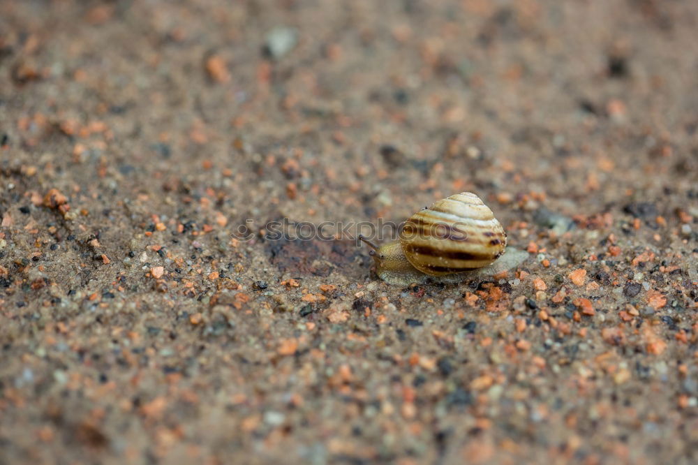 Similar – Image, Stock Photo catabolic beetle