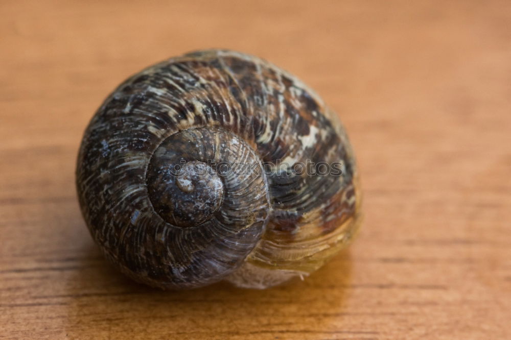 Similar – snail I Snail shell Beach