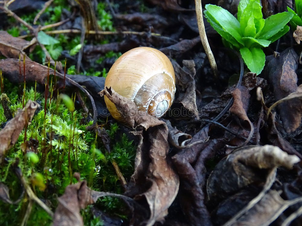 Similar – Autumn messenger (acorn)