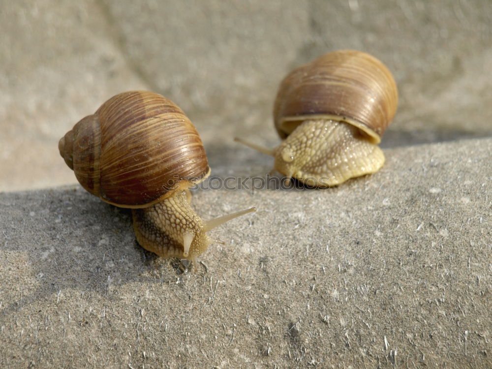 Similar – Image, Stock Photo Together Food Peanut Life