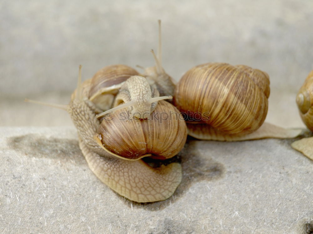 Two neighbours snails