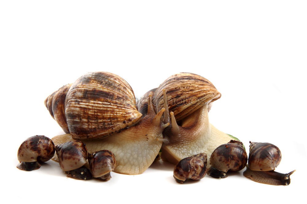 Image, Stock Photo snail shells Style Design