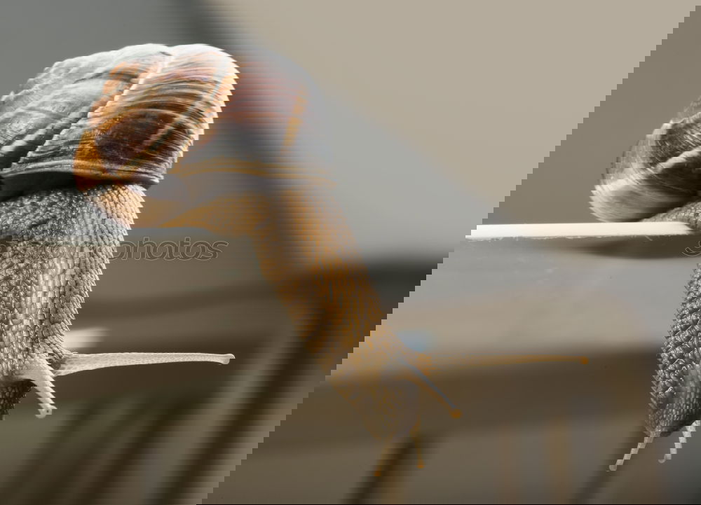Similar – Image, Stock Photo last meal Sausage Animal