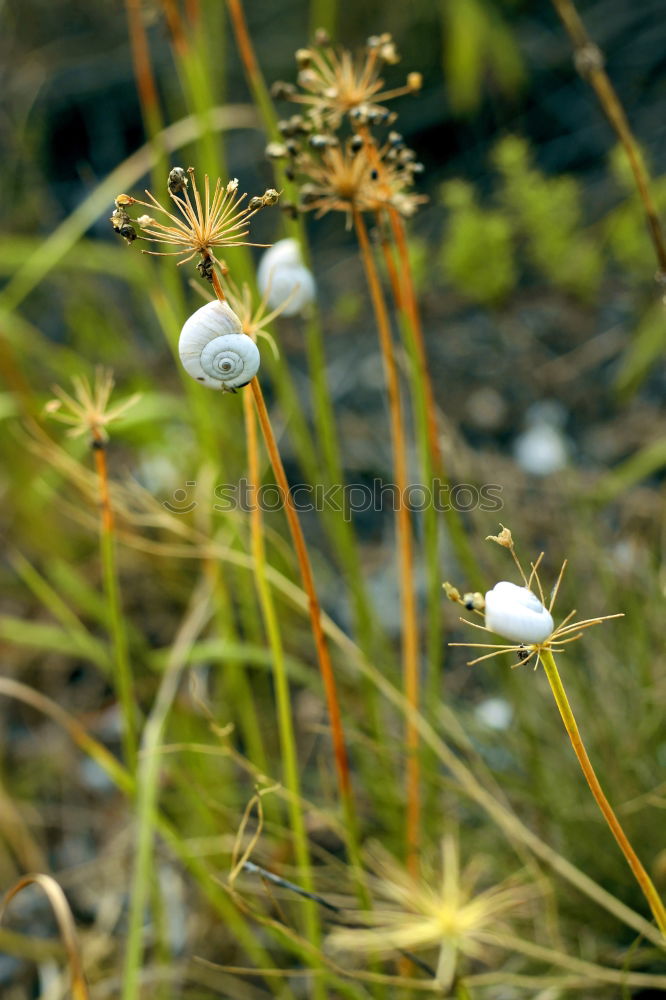 Similar – Beautiful blooming long stem flowers