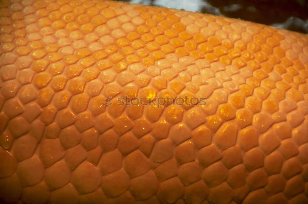 Close up of a tulip petal