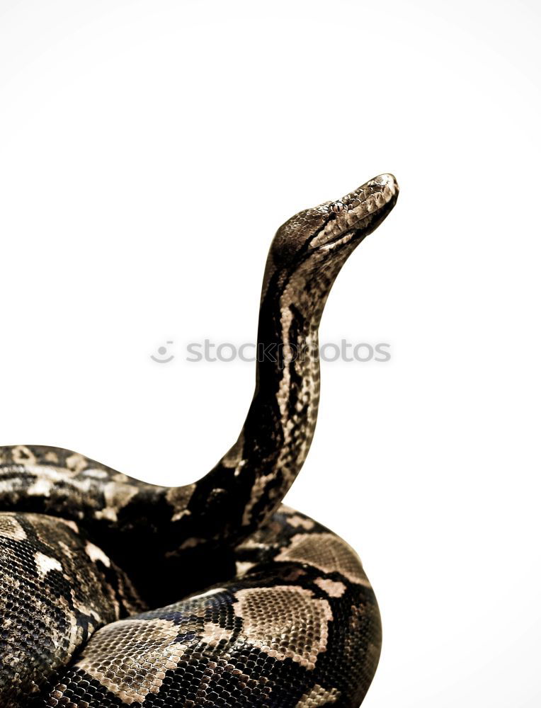 Similar – portrait of female Vipera ursinii