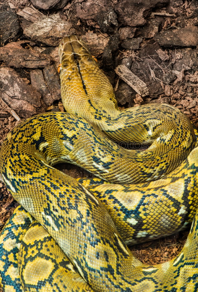 Similar – male meadow viper basking on ground