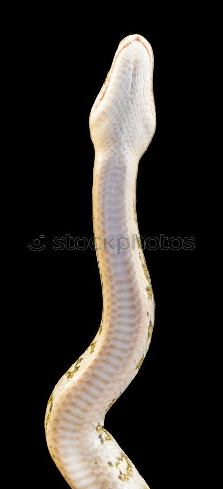 Similar – Image, Stock Photo Slow-worm, Anguis, fragilis, lizard, lizard,