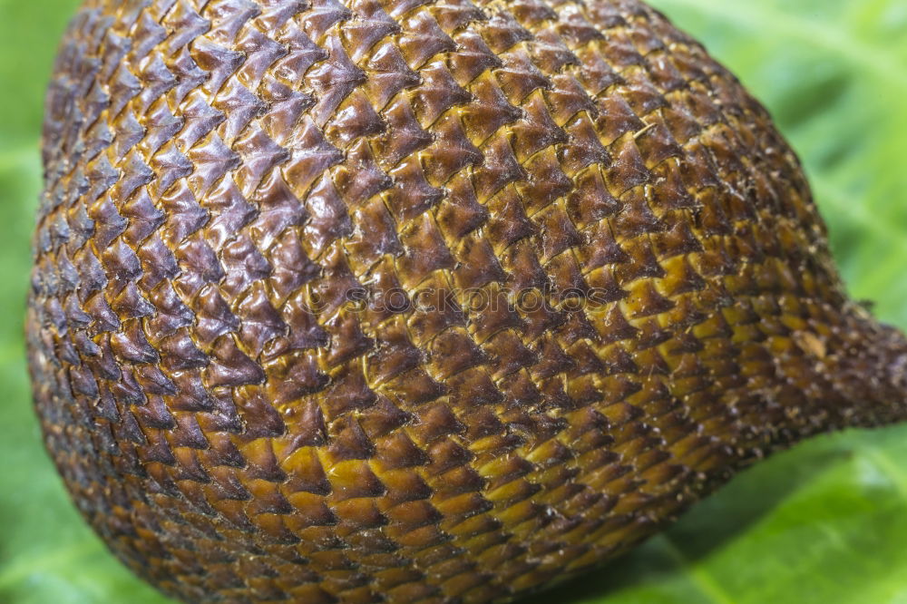 Similar – Image, Stock Photo avocado Food Fruit