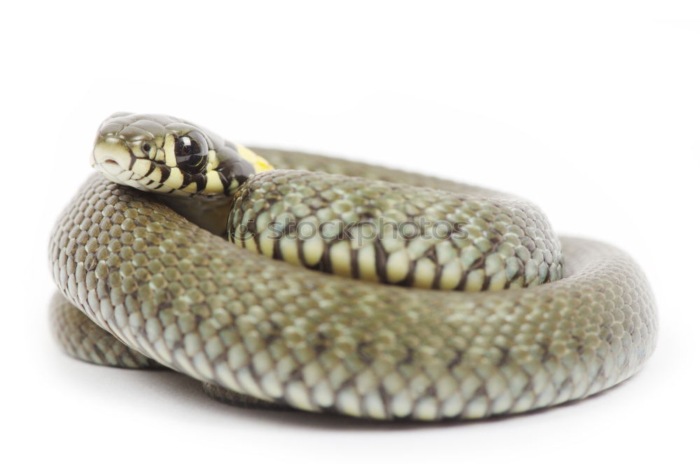 Image, Stock Photo young meadow viper ready to bite